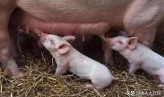 第一窝母猪产前征兆 母猪生产前征兆